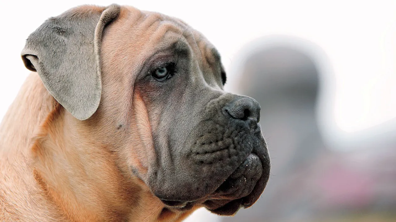 강렬한 인상의 근육질 대형견 카네 코르소 전신 이미지