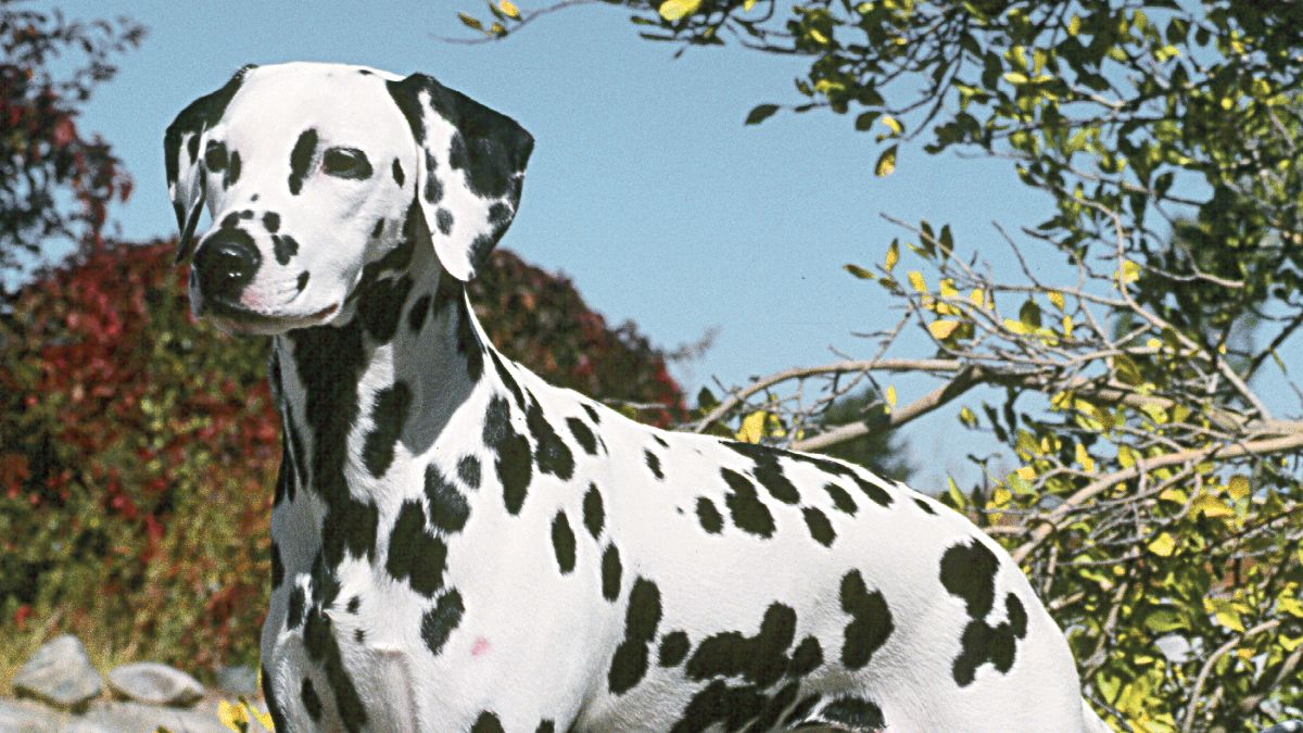 Dalmata in piedi davanti a un ruscello roccioso