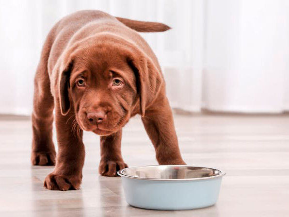 Czekoladowe szczenię rasy labrador retriever stoi w pomieszczeniu obok metalowej miski 