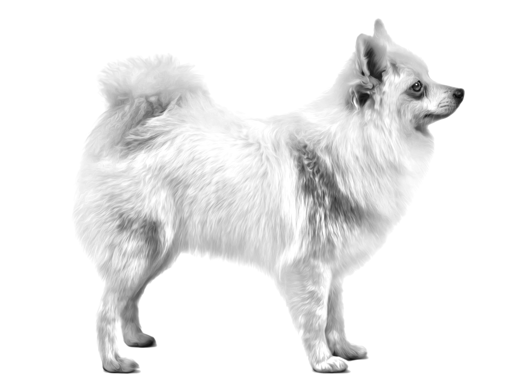 Italian best sale spitz dog