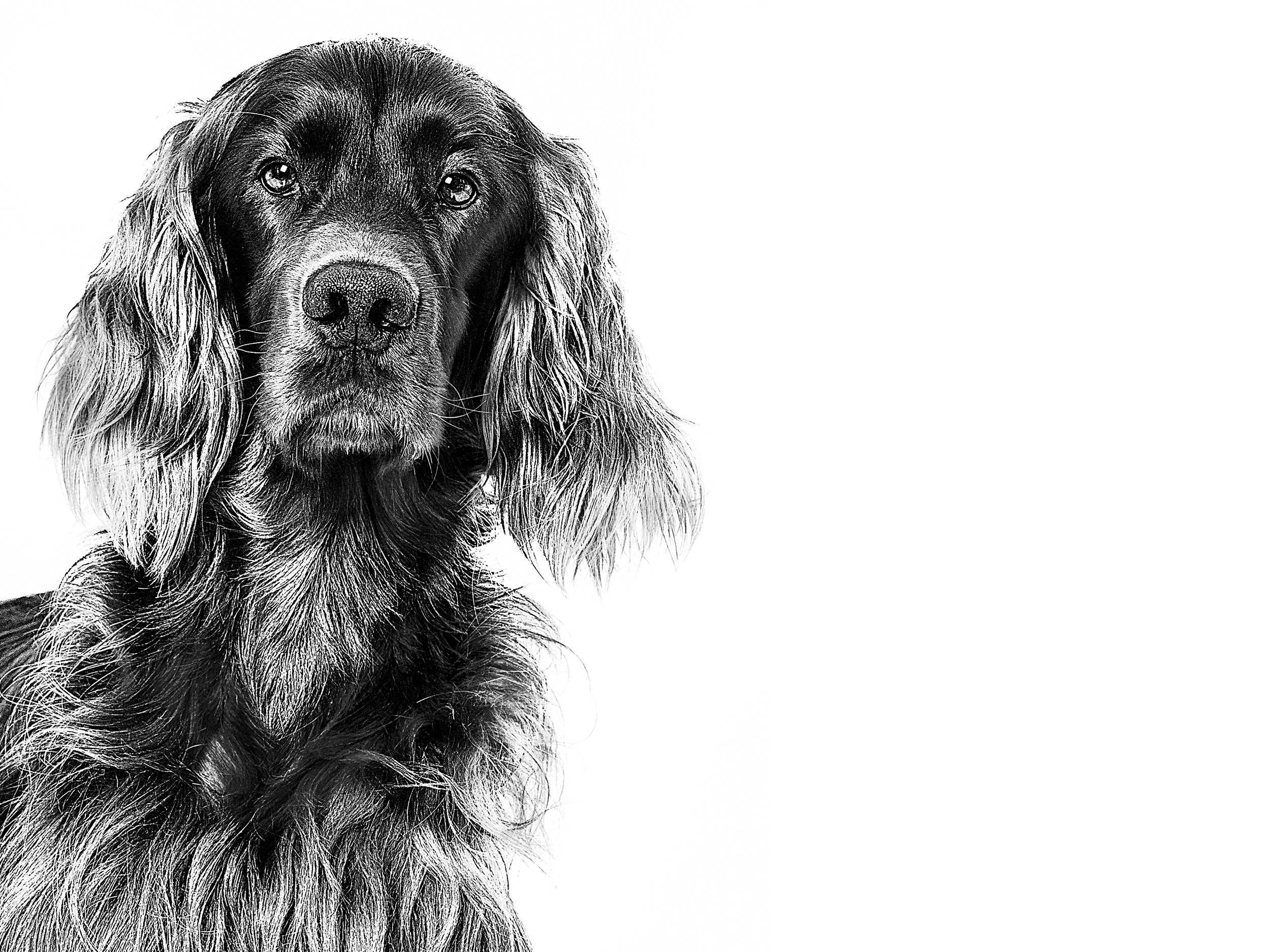 Setter Irlandés adulto en blanco y negro sobre un fondo blanco