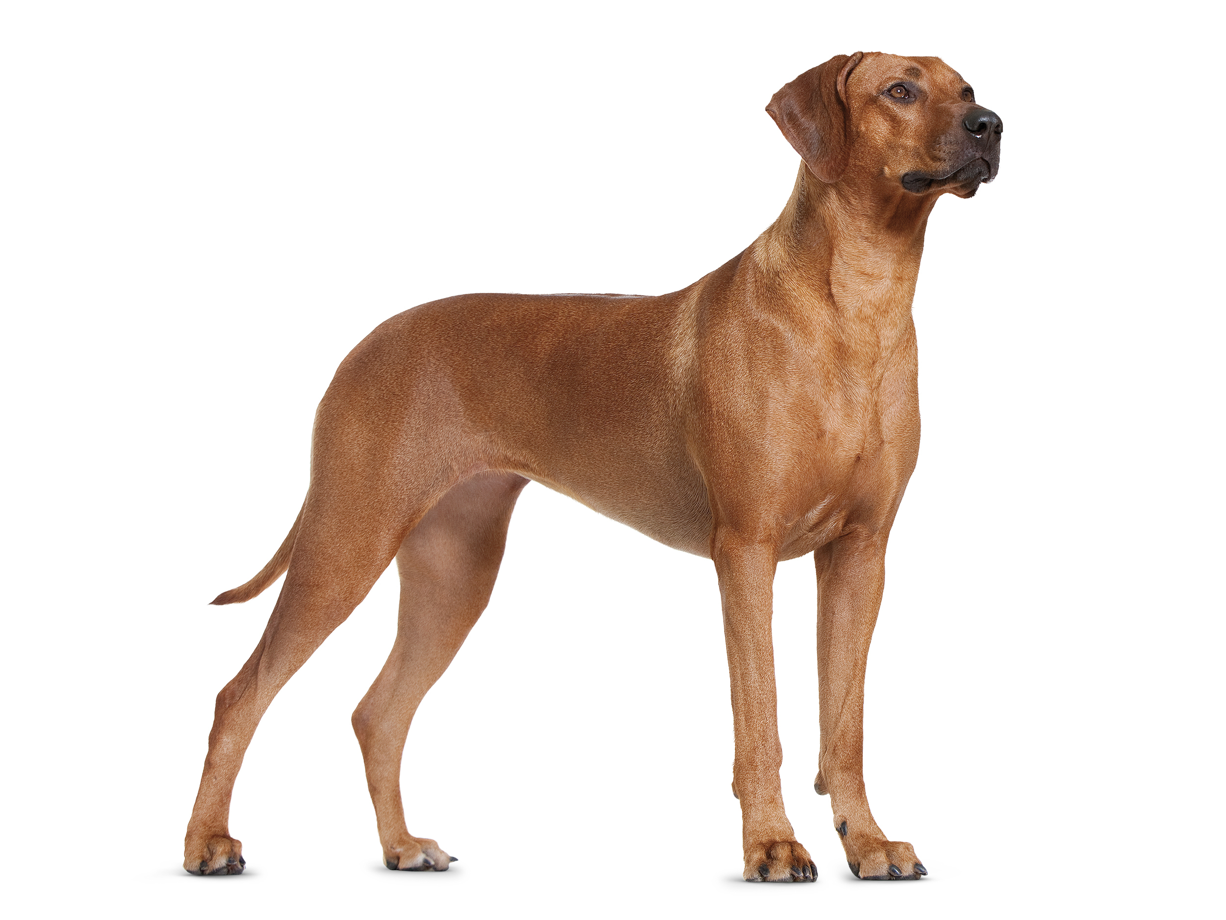 Rhodesian Ridgeback adult black and white