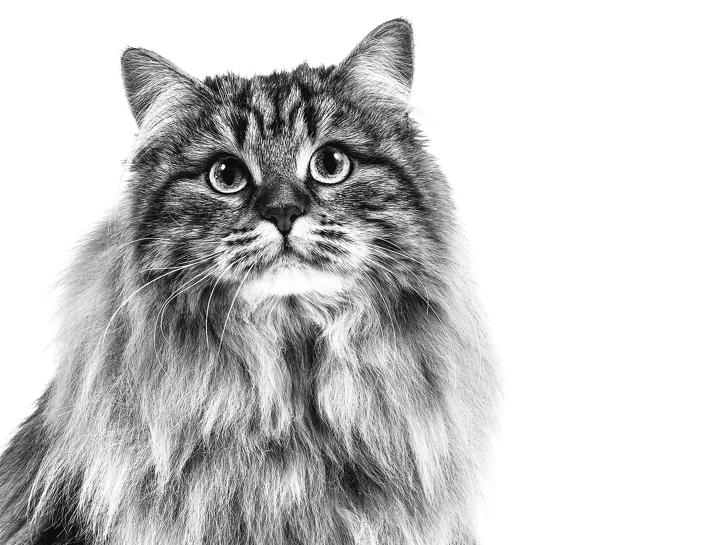 royal canin siberian cat