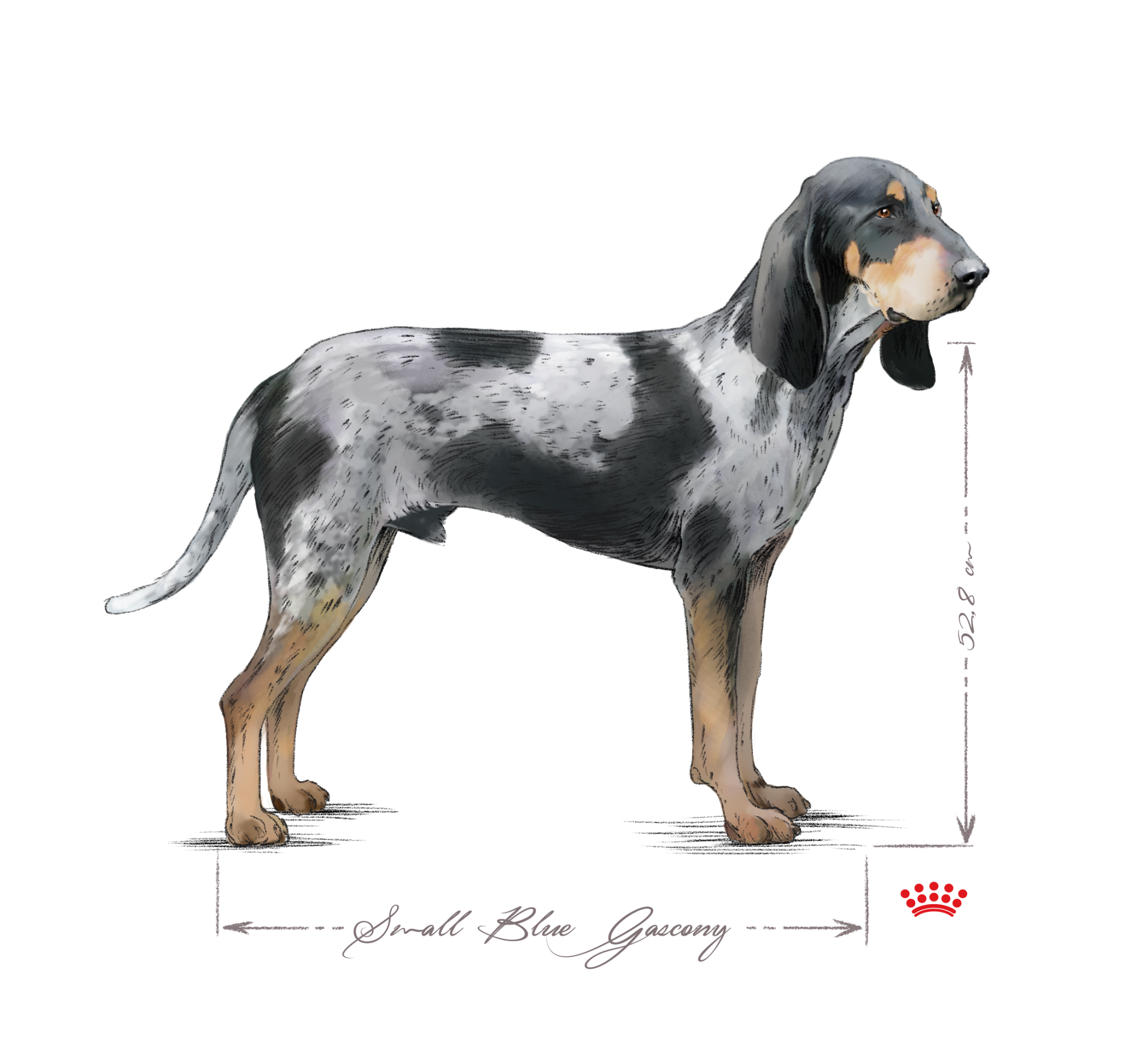 Great gascony blue adult black and white