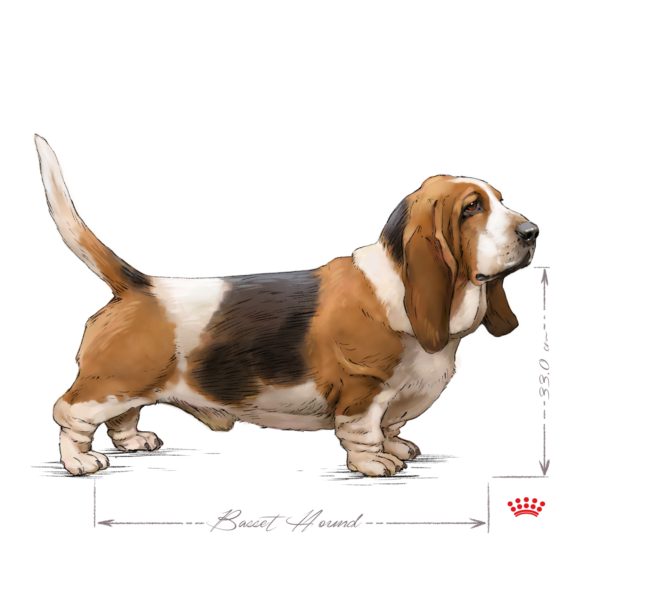 Basset Hound in Schwarzweiß