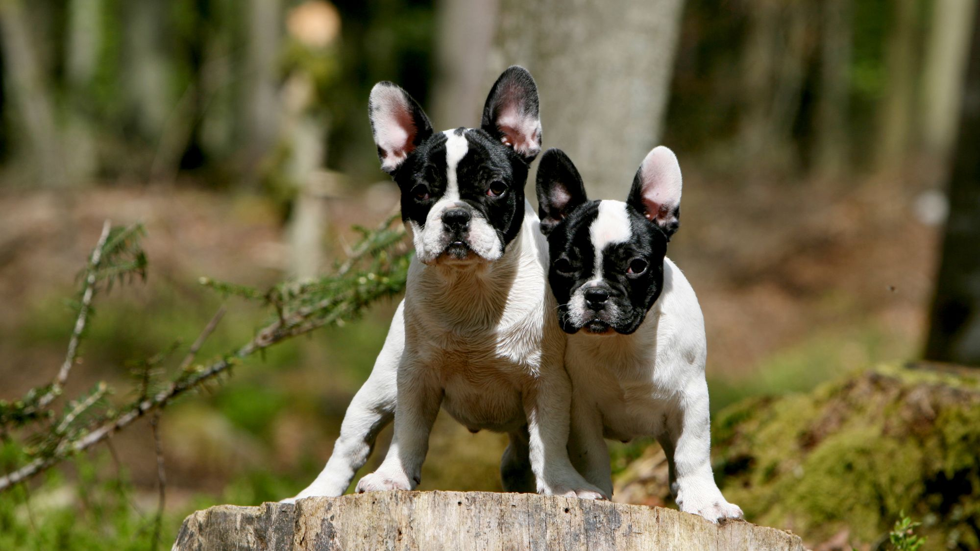 Two French Bulldog puppies standing on tree stump