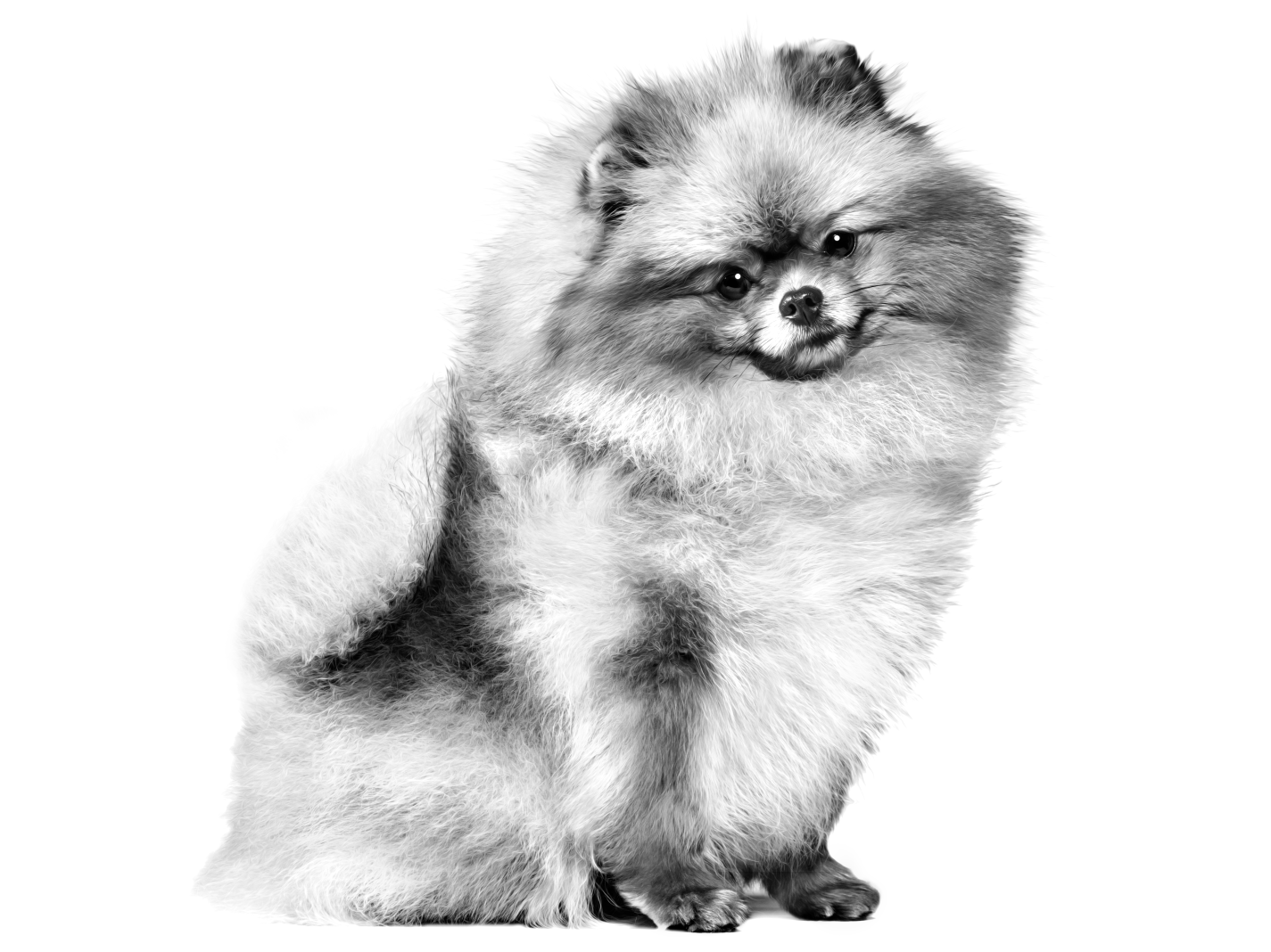 Pomeranian duduk menatap kamera dalam hitam putih