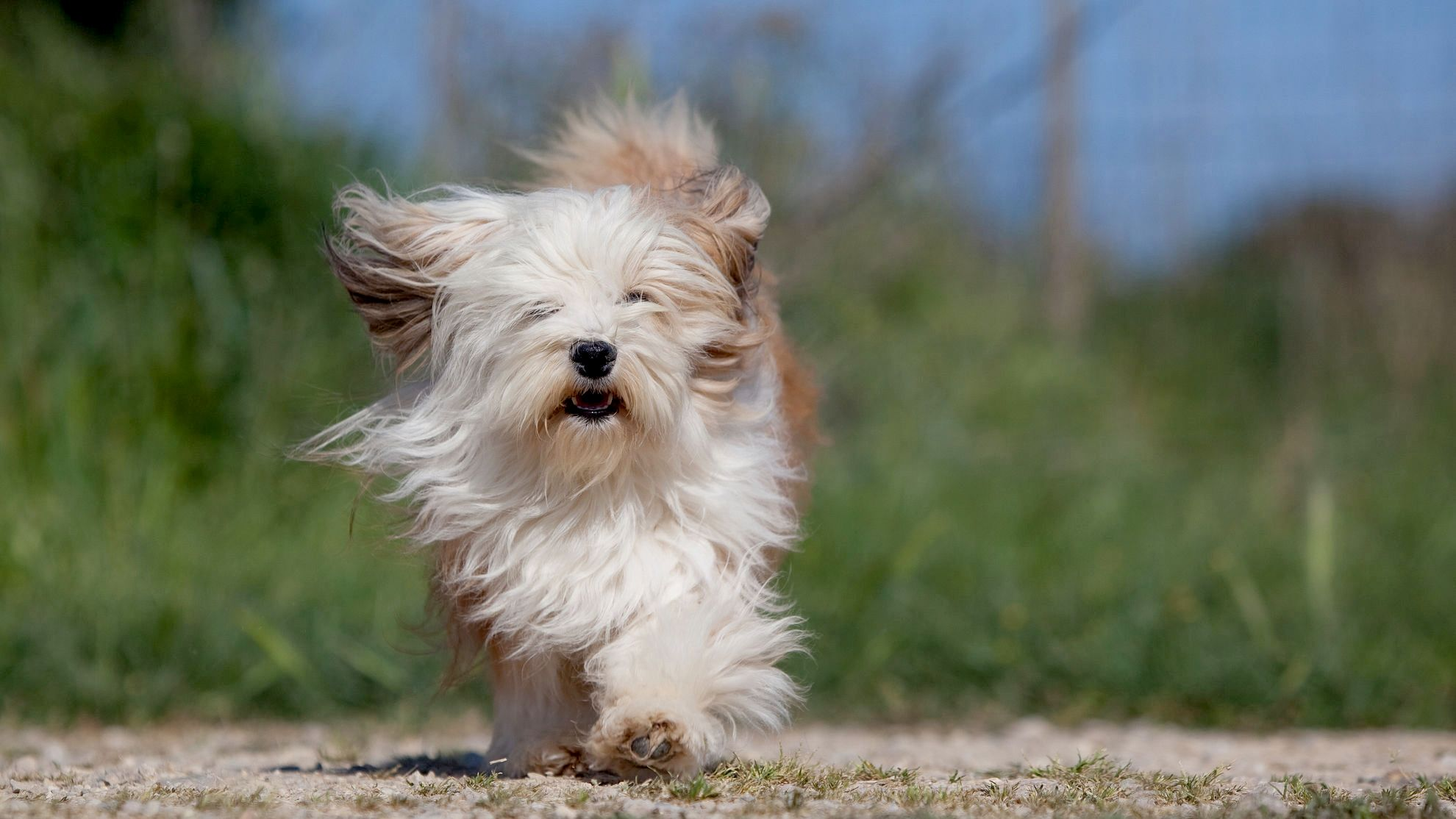 Havanese running across grass towards camera