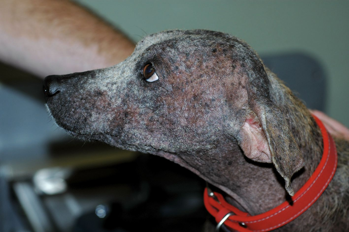 Generalisierte Demodikose vor Behandlung. Dieser Fundhund wurde erfolgreich gegen Demodikose behandelt und lebt heute ein glückliches, gesundes Leben