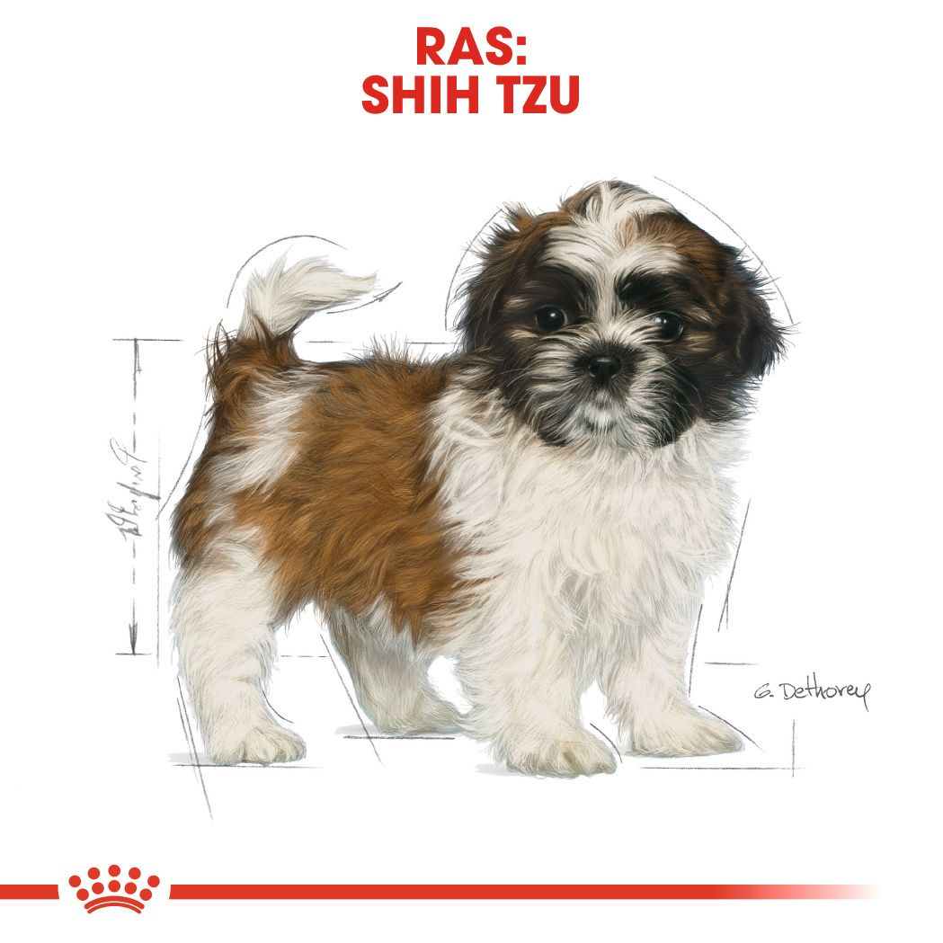 Shih Tzu Puppy