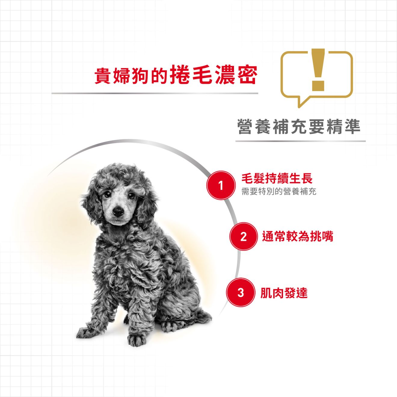 BHN 貴婦狗成犬專屬主食濕糧（肉塊）