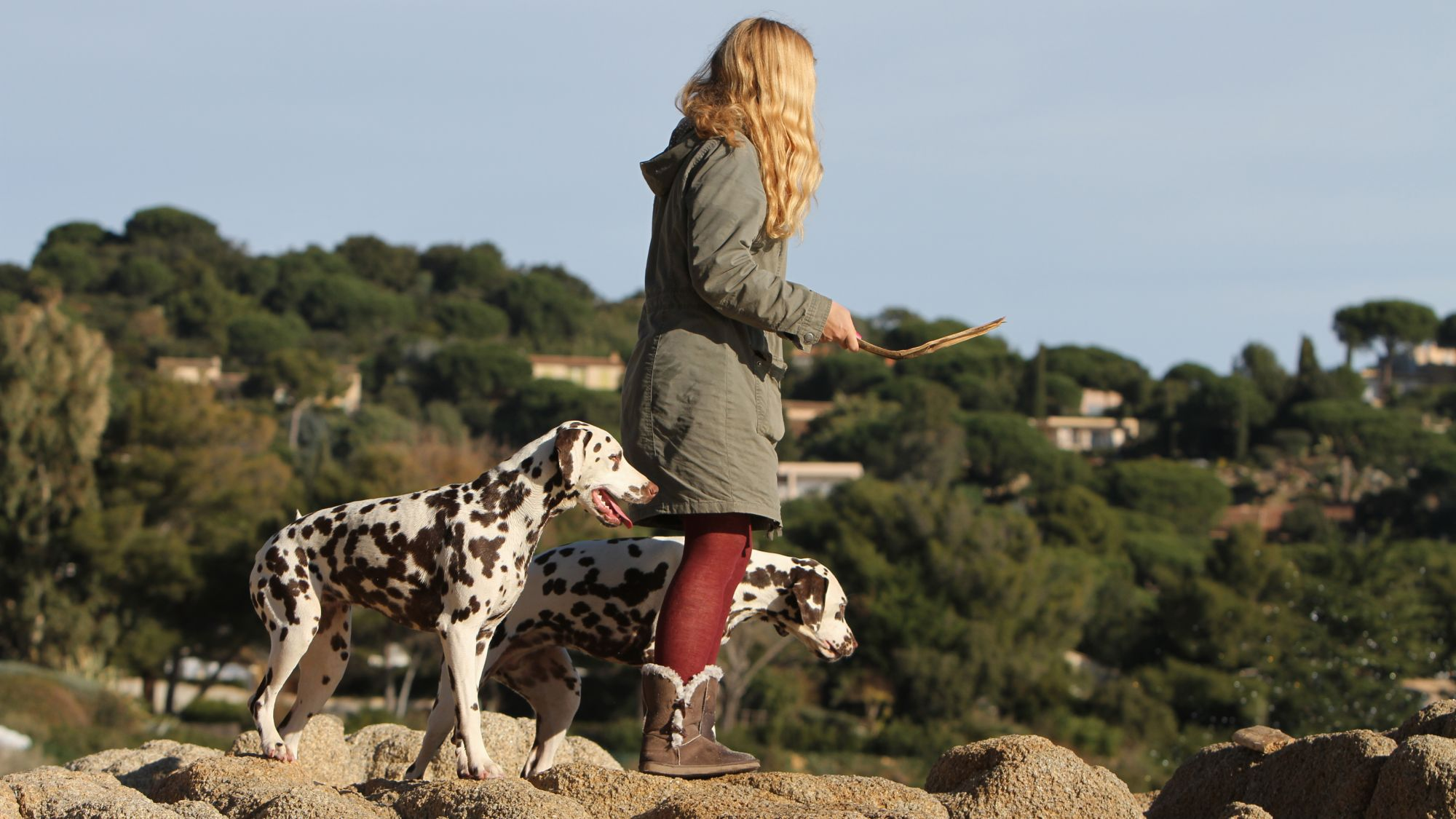 Dalmatian standing next to a girl with a stick in her hand