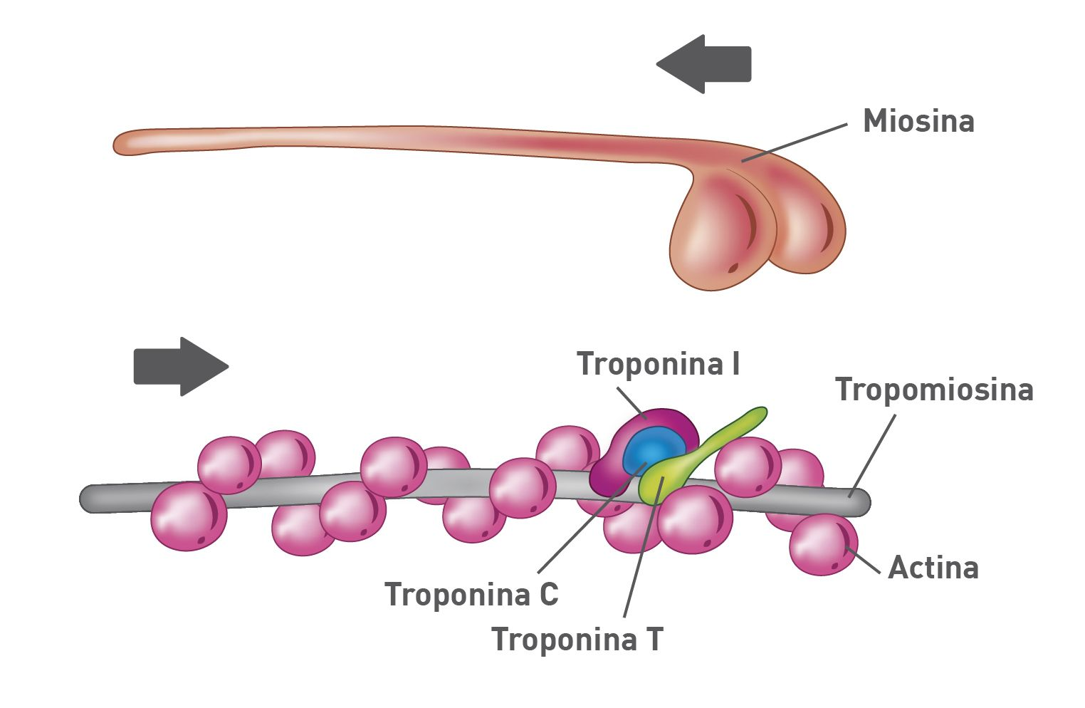 Conformazione delle varie proteine 