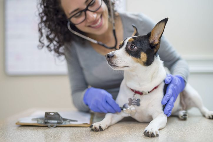Vet doing a check up on a small dog