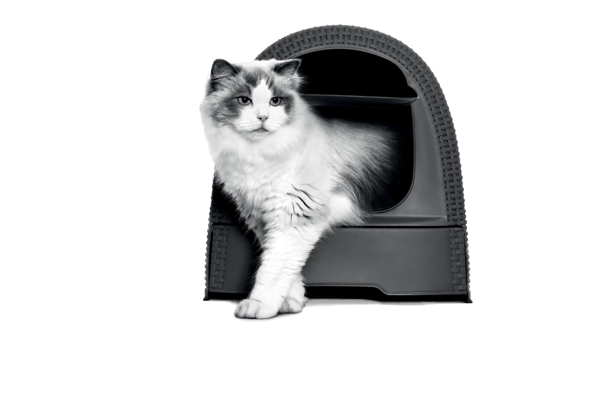 URINARY 2024 - UMBRELLA & FIC - B2B, B2B2C, B2C - EMBLEMATIC RAGDOLL CAT LITTER BODY