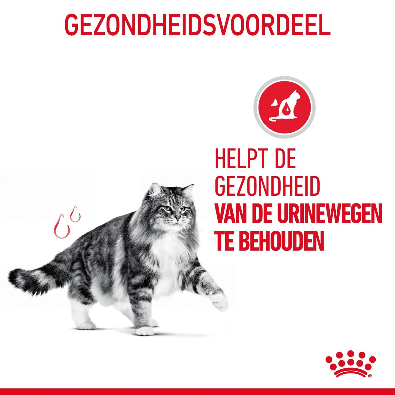 Urinary Care in Jelly (brokjes in gelei) Royal Canin NL