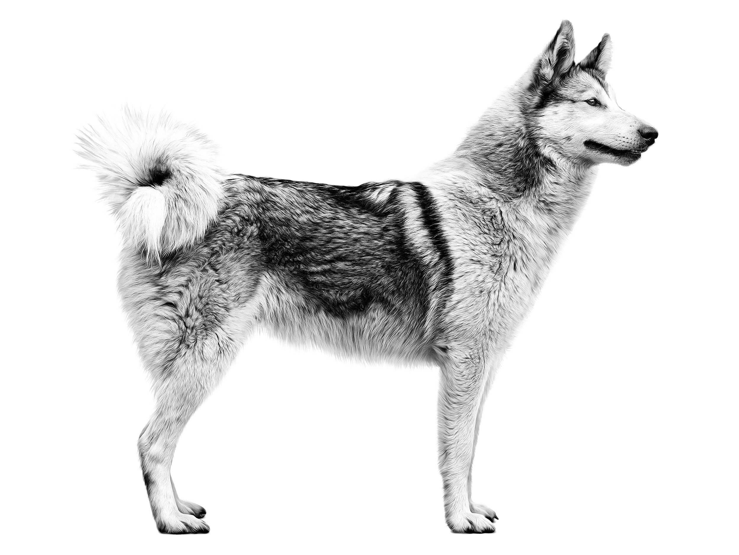 West Siberian Laika adult black and white