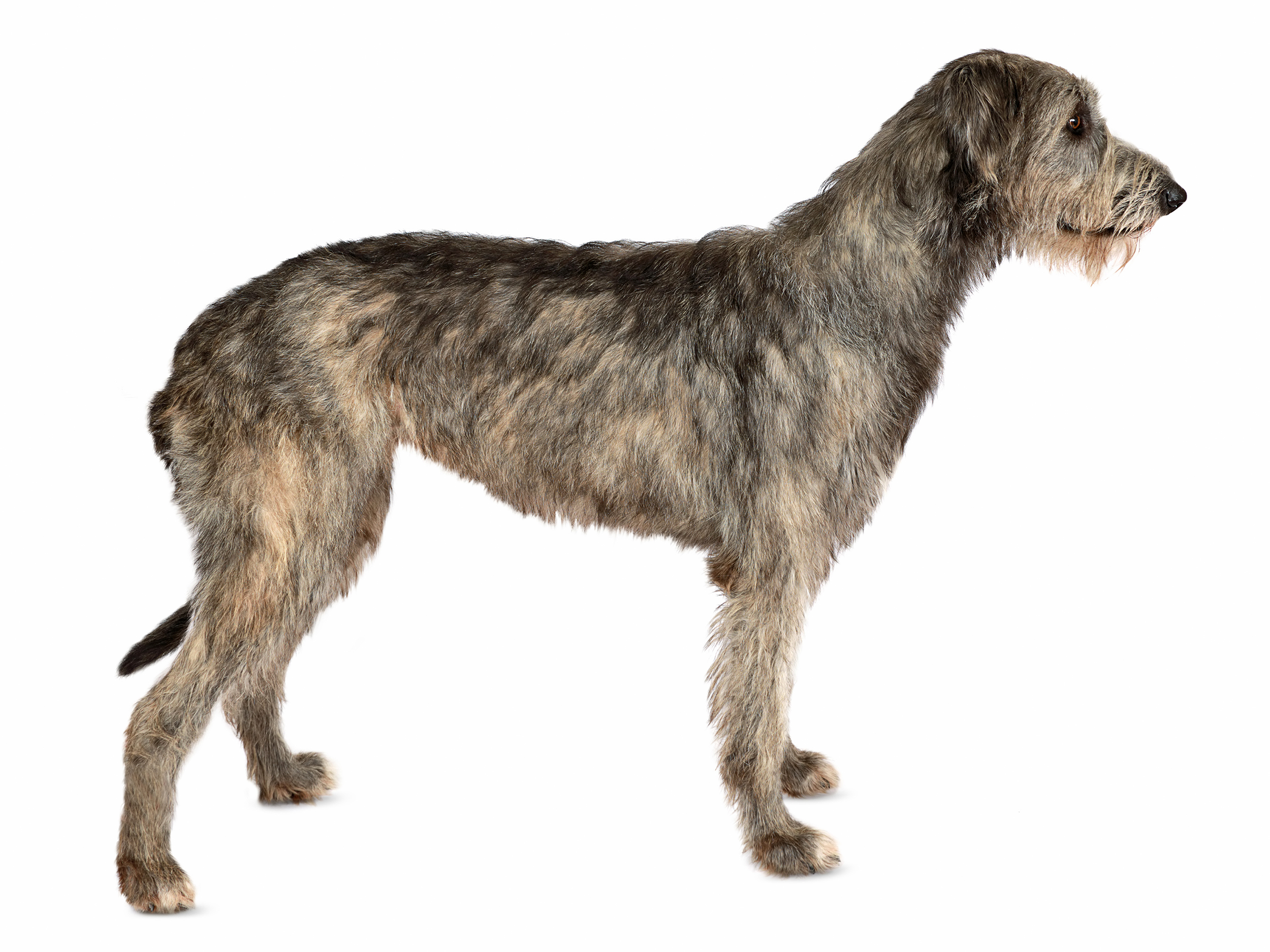 Irish Wolfhound adult in black and white