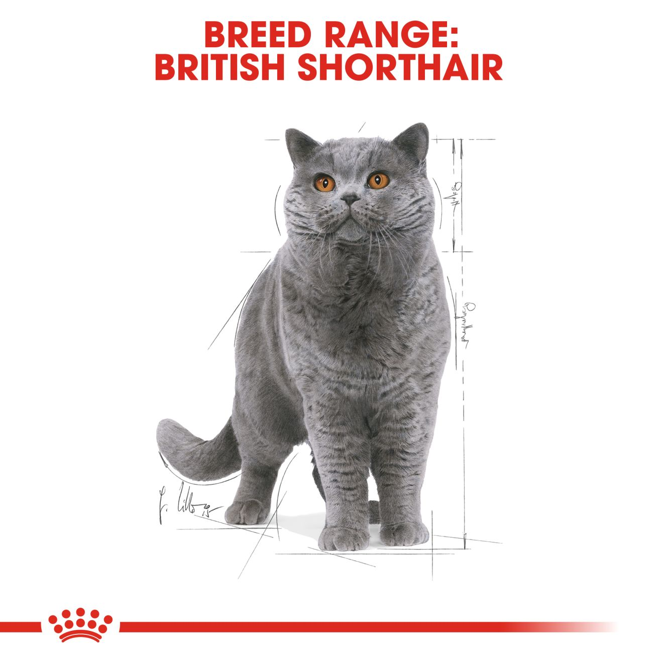 BRITISH SHORTHAIR ADULT in Soße