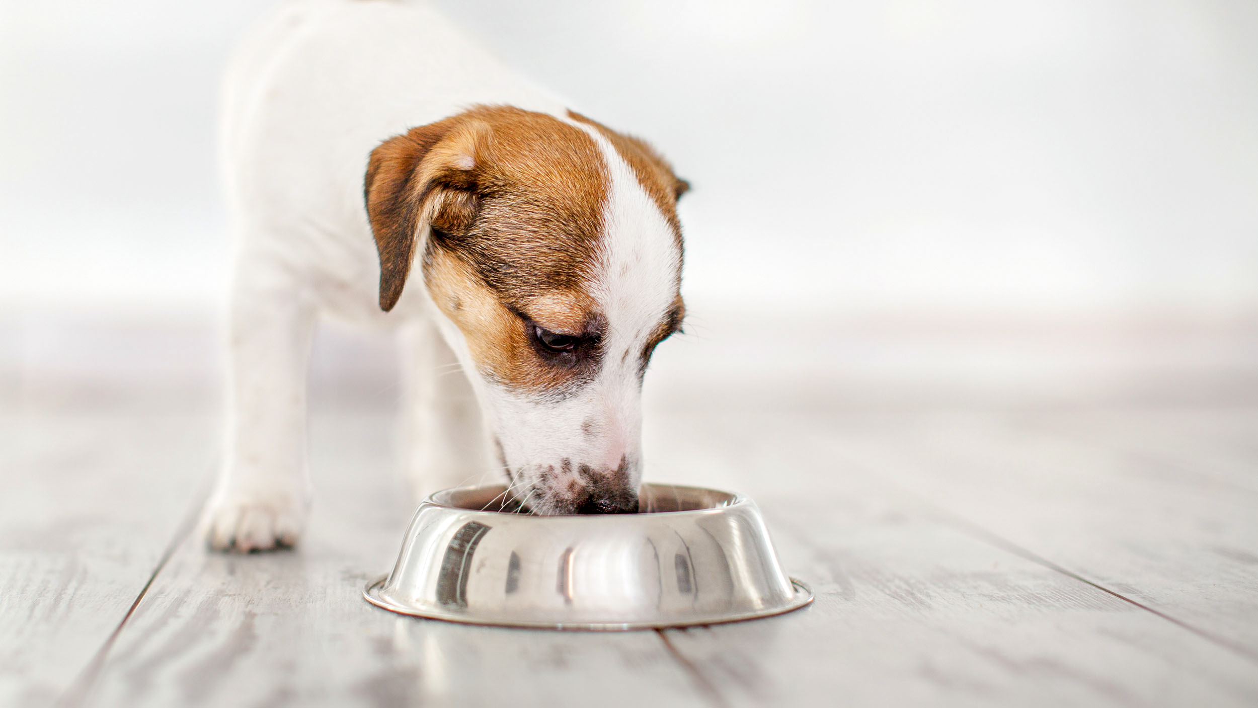 Puppy Jack Russell standing indoors on a wooden floor eating from a silver bowl.