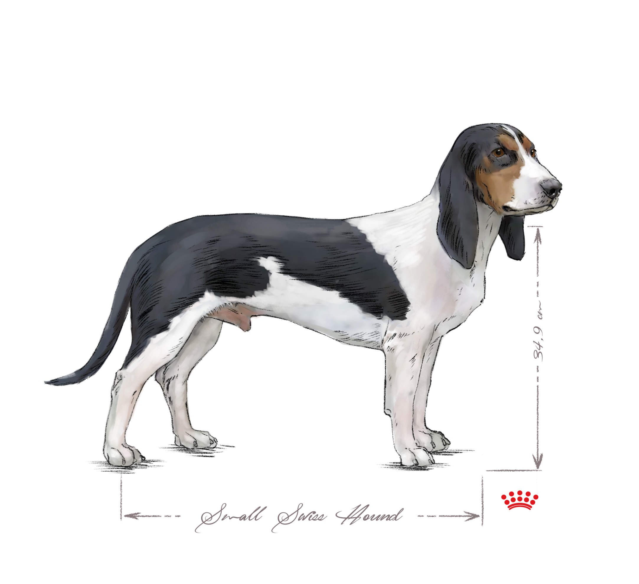 black and white small swiss hound adult 