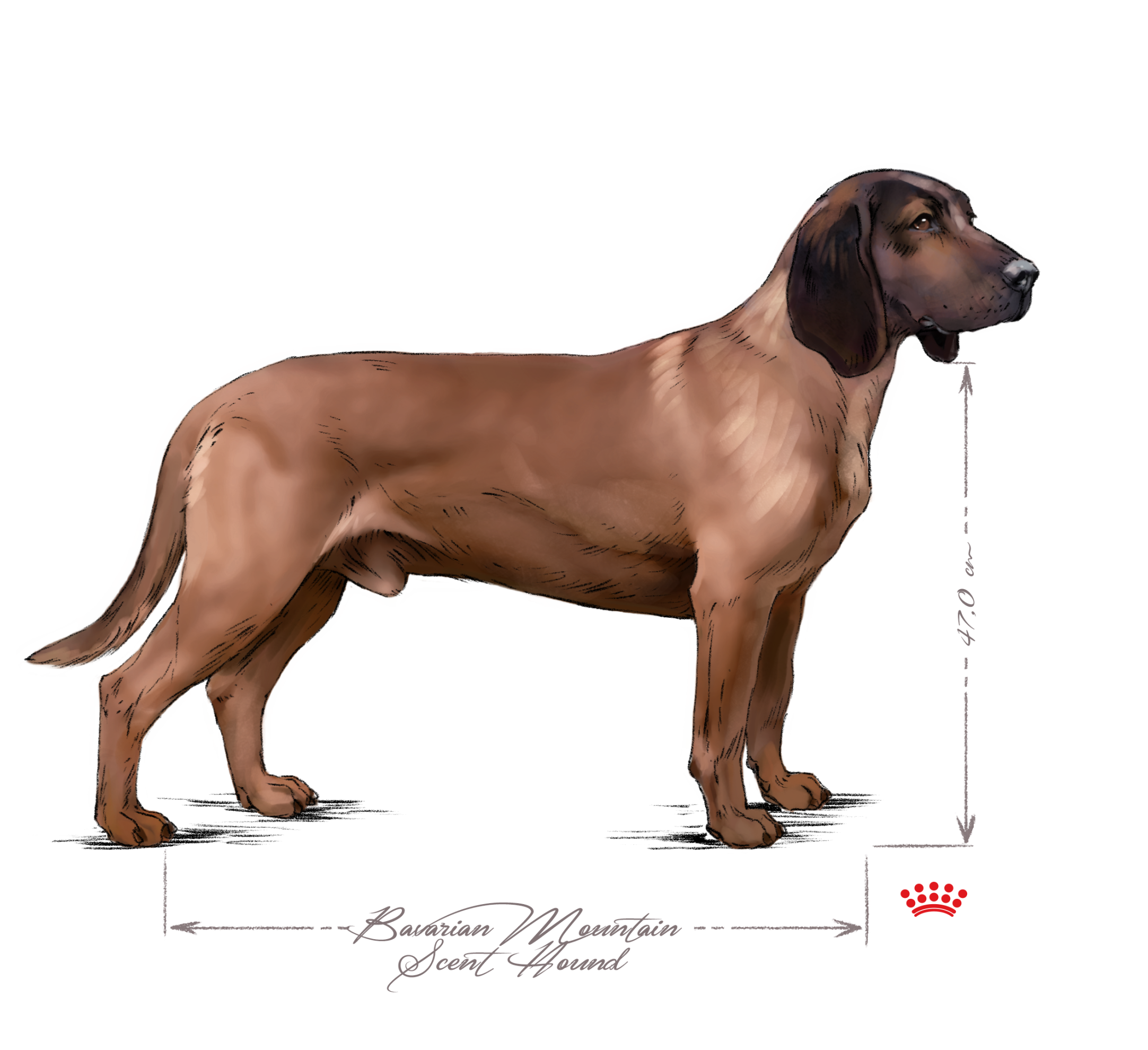 Bavarian Mountain Scent Hound adult standing