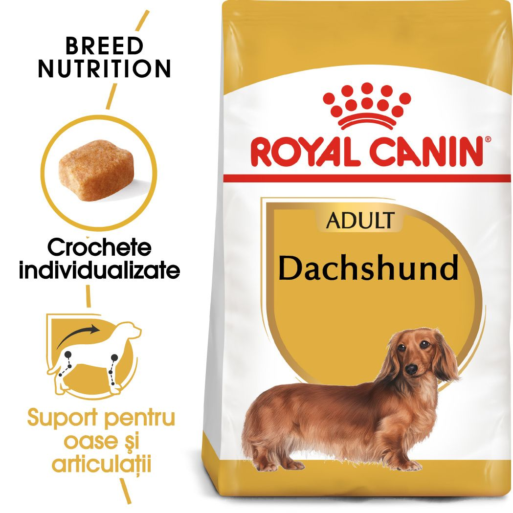 Dachshund Adult