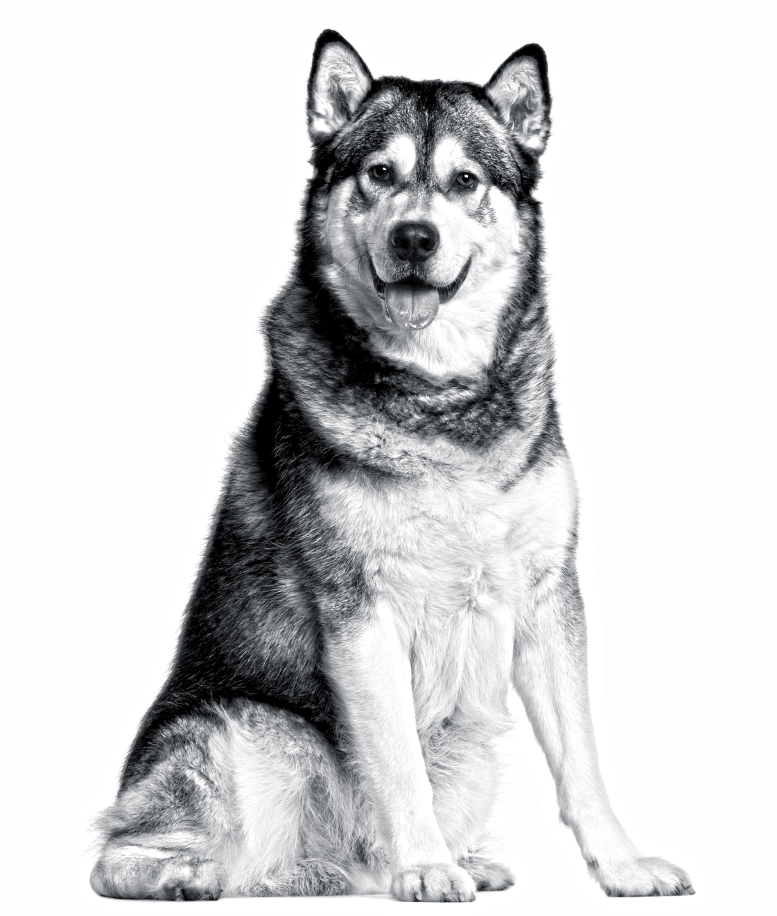 Black and white portrait of a sitting Alaskan Malamute