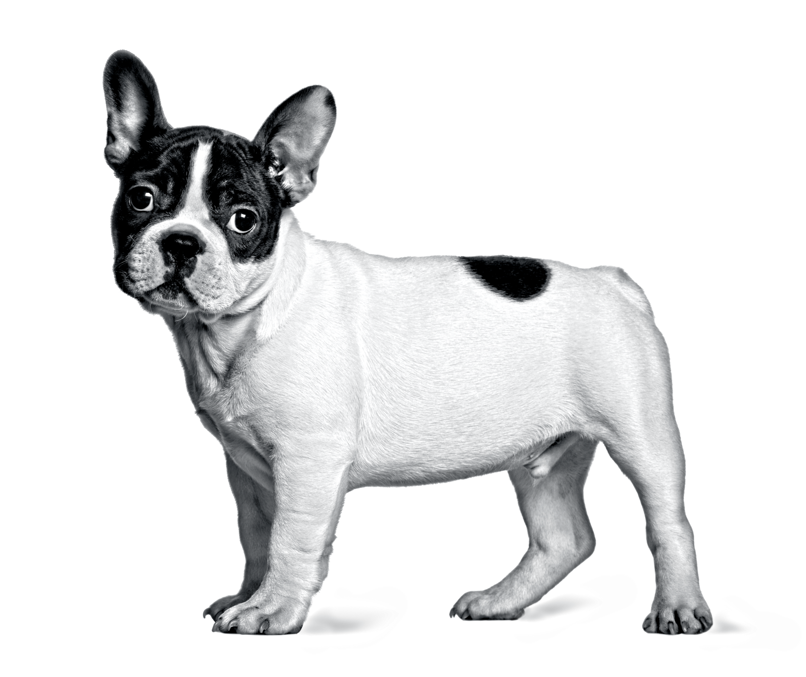 Vista lateral de Bulldog francés cachorro en blanco y negro