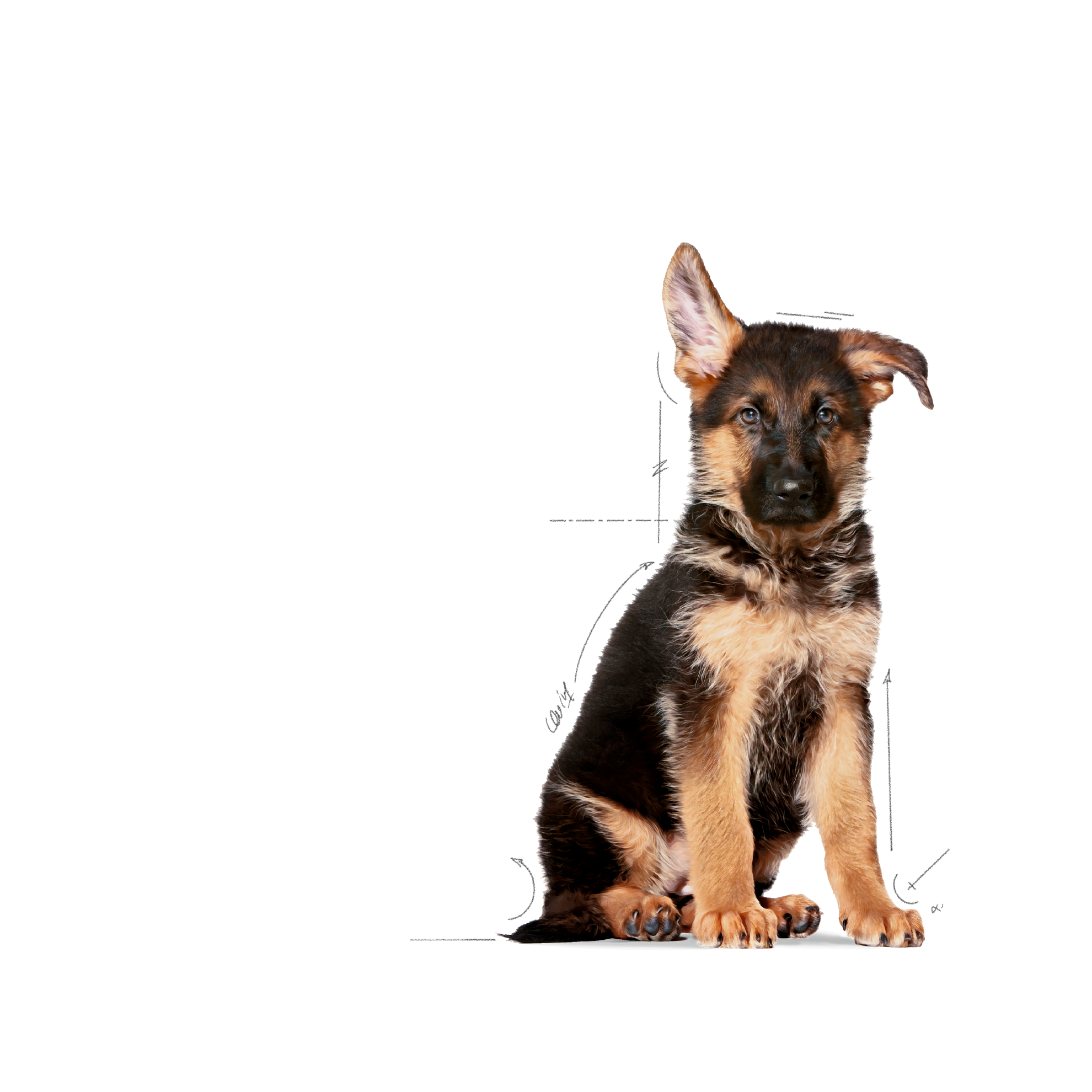 Royal canin doberman store junior