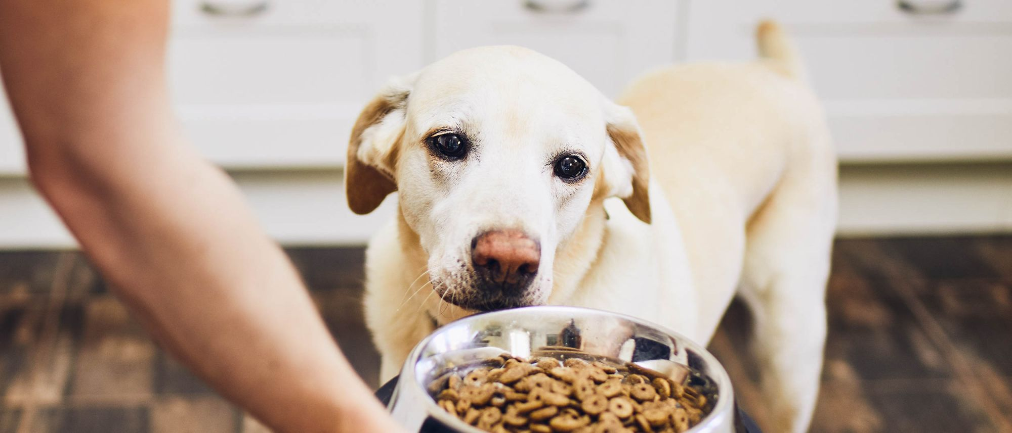 Erwachsener Labrador Retriever blickt in einer Küche auf einen Futternapf