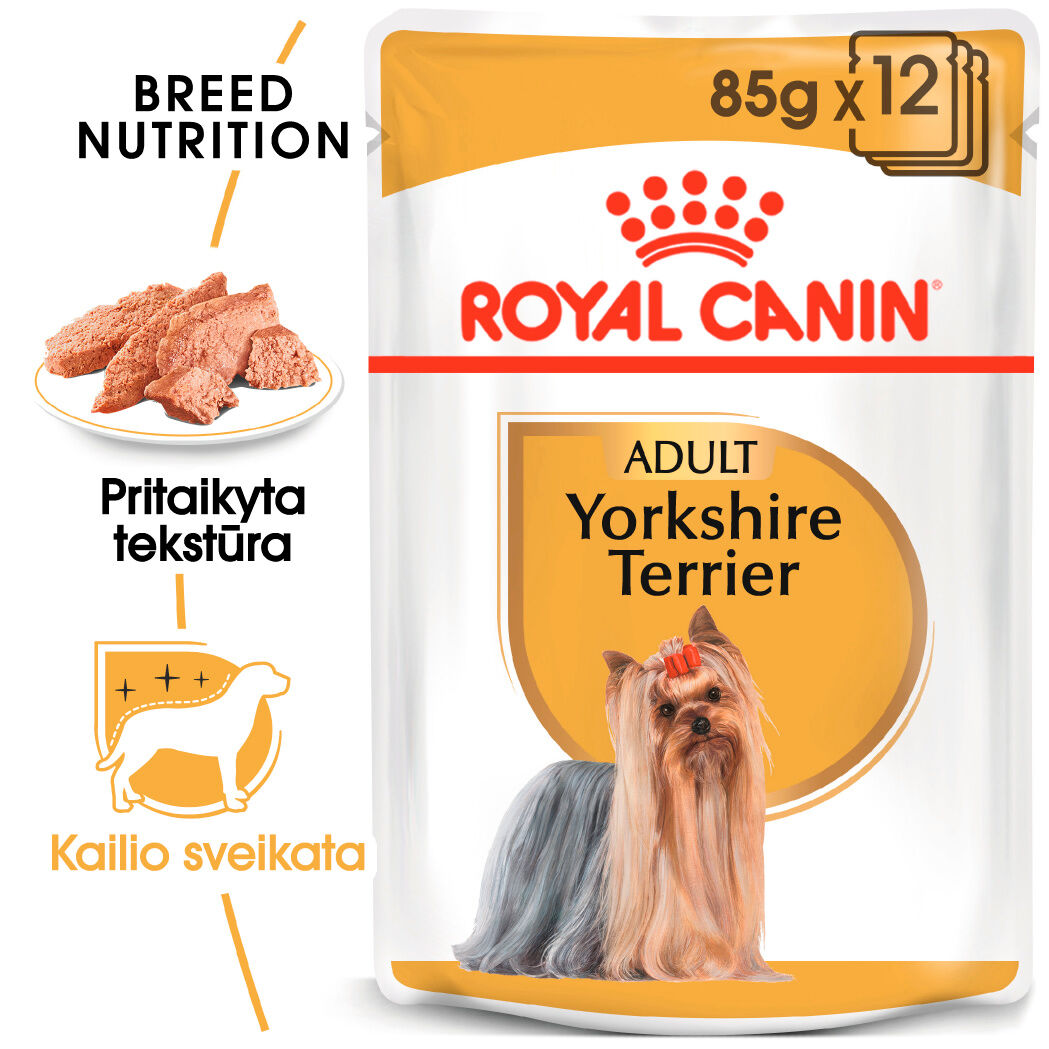 Yorkshire Terrier
