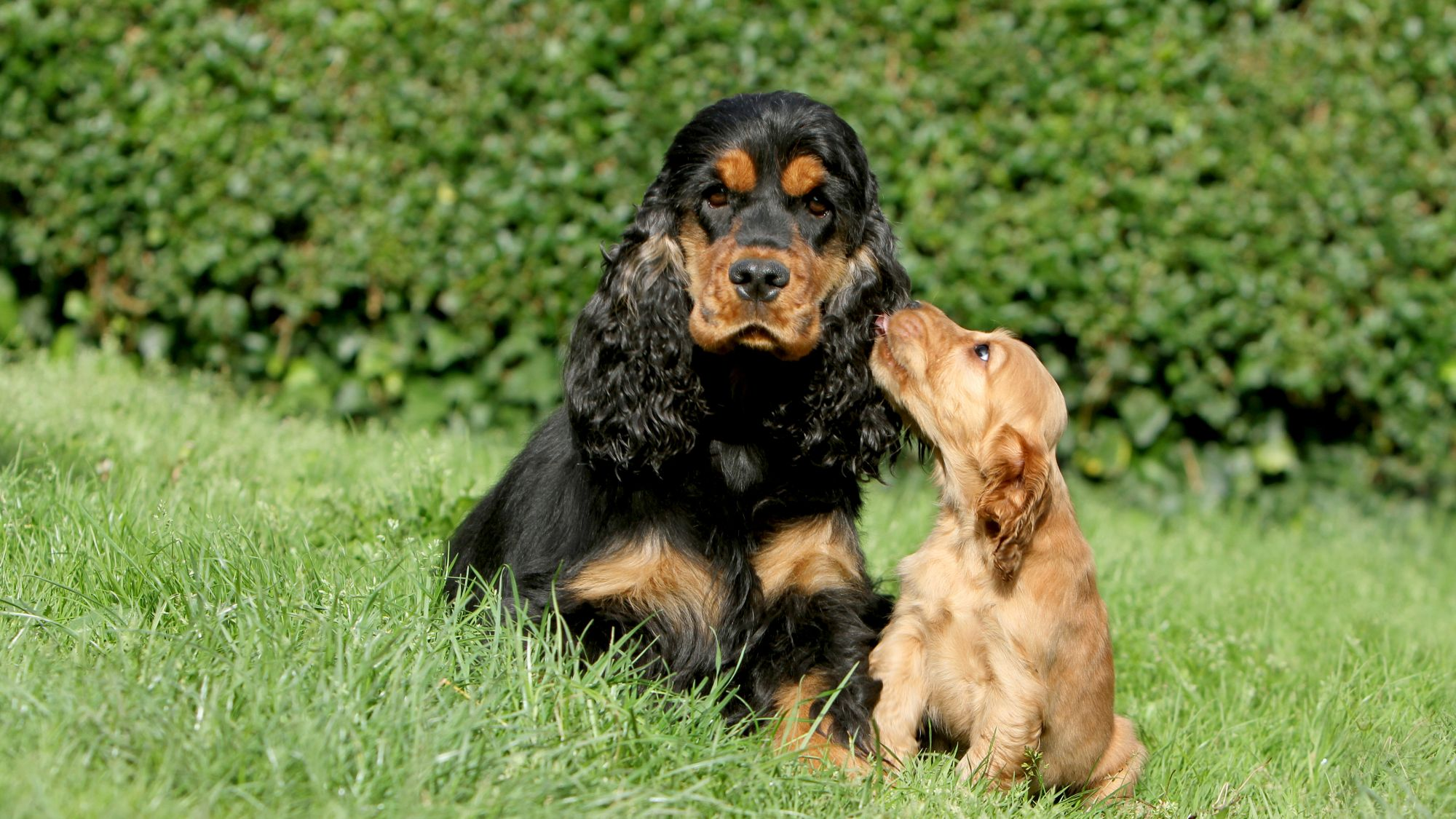 Cucciolo di Cocker Spaniel Inglese dorato che lecca l'orecchio del vecchio Spaniel nero