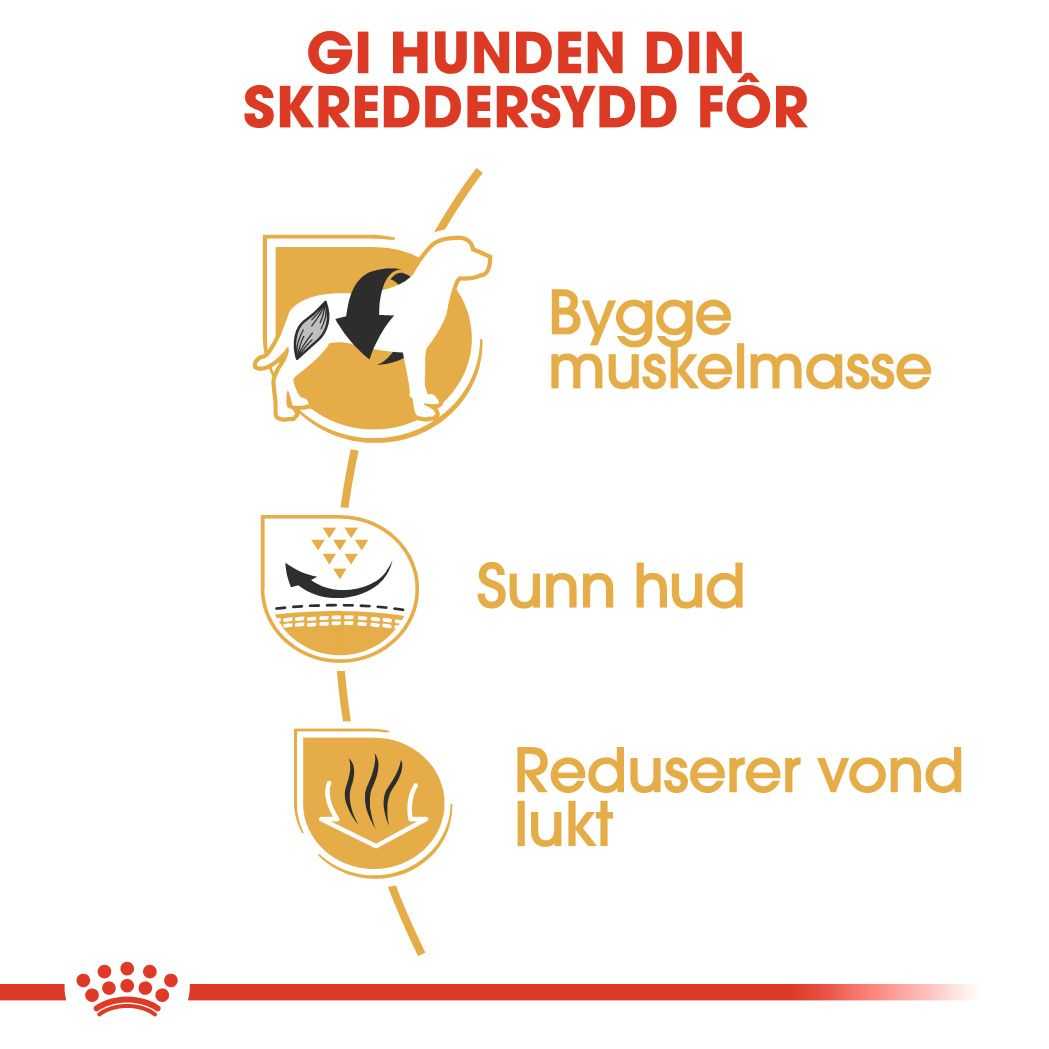 French Bulldog Adult