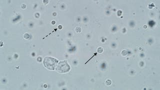 Definición y manejo de las infecciones urinarias en el perro