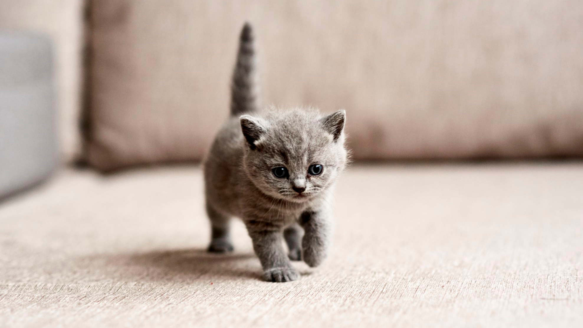 Pequeño gatito gris caminando sobre una alfombra