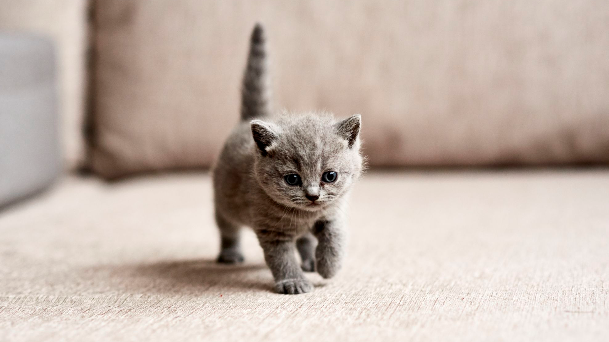 Small gray kitten walking on carpet