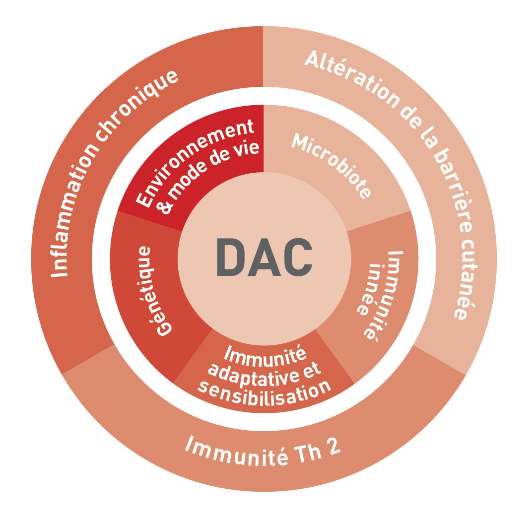 Développement de la DAC: facteurs interagissant