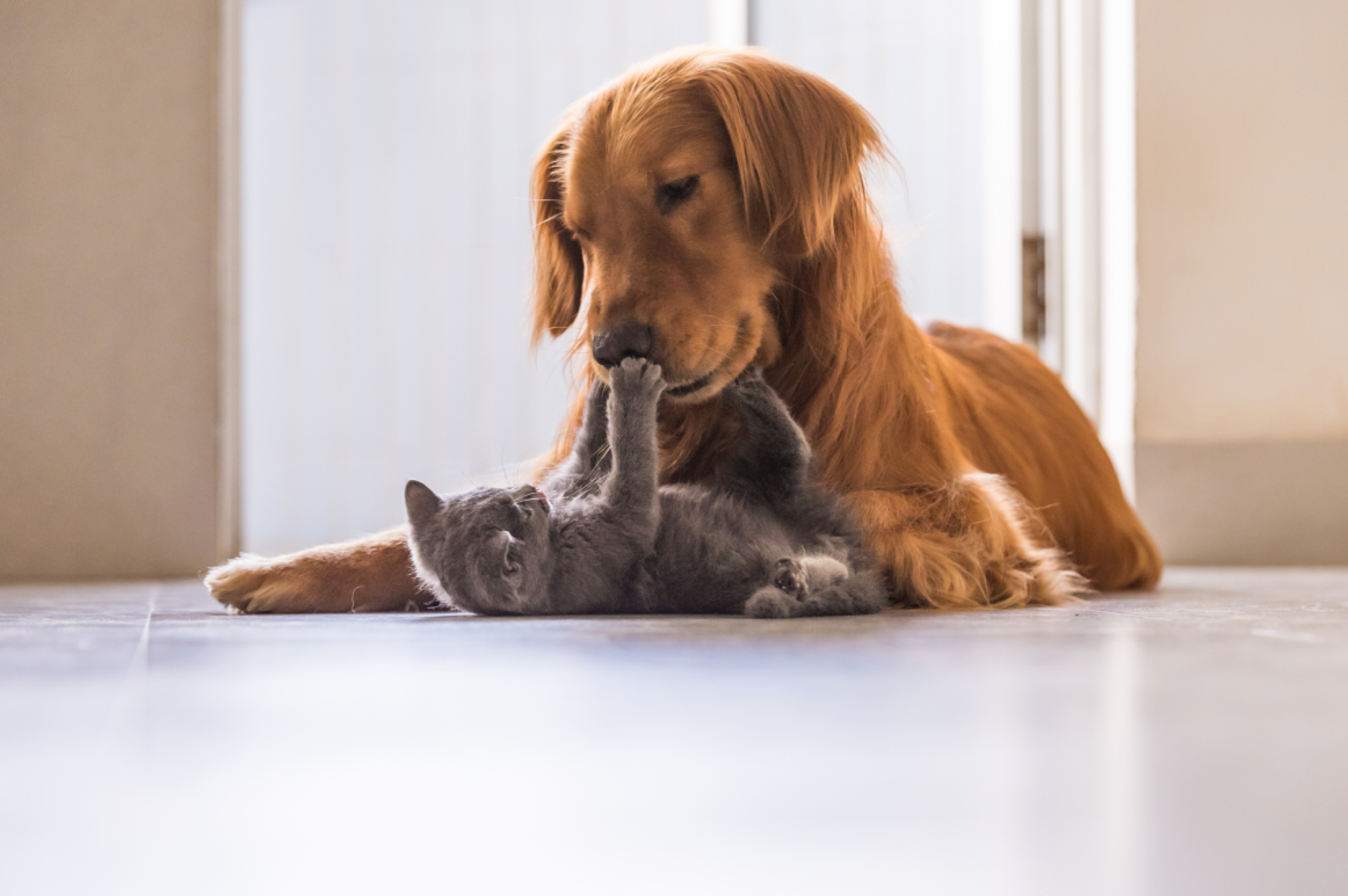 Gato e cão brincando juntos