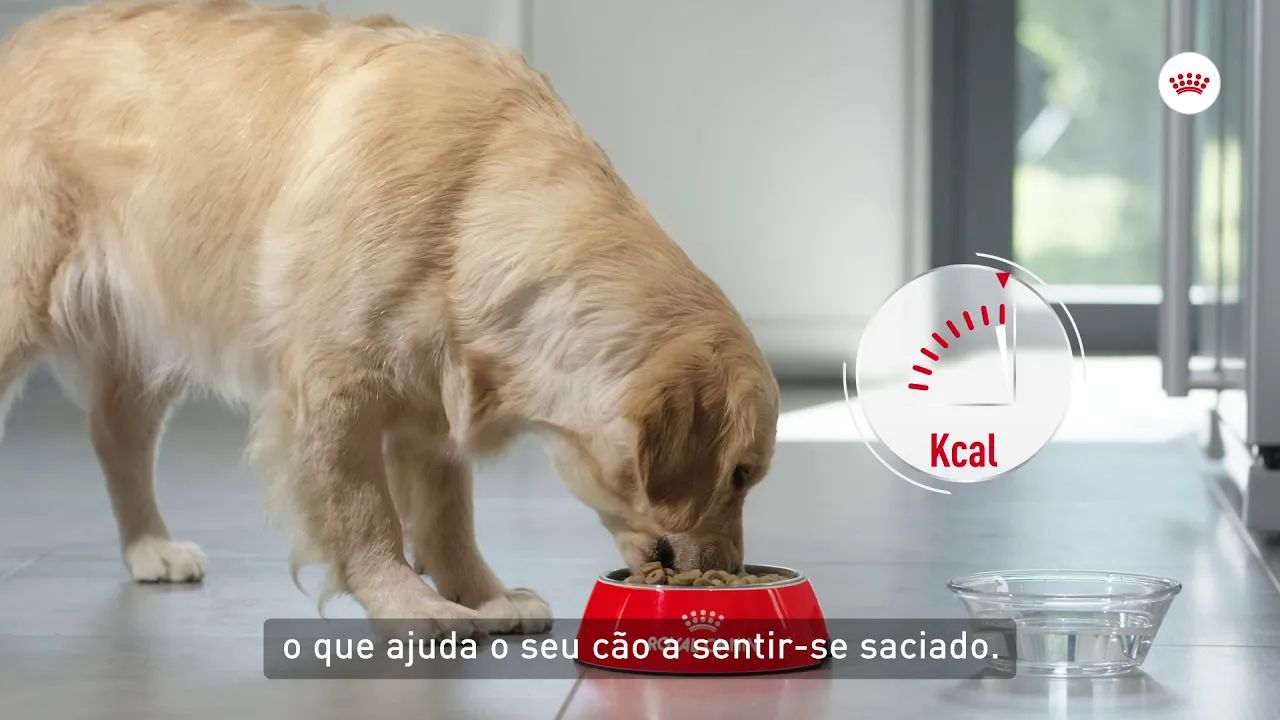 Royal Canin Light Weight Care - Manter um peso saudável