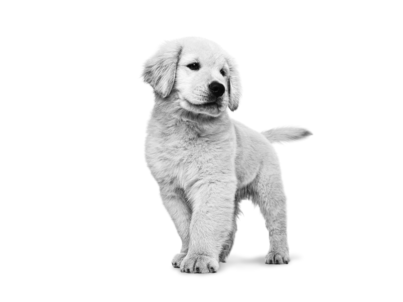 Golden retriever puppy emblematic