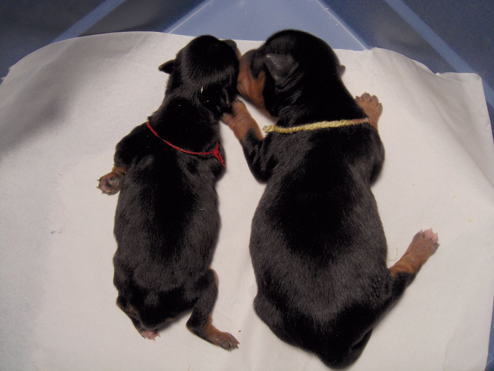 Canine colostrum Vet Focus