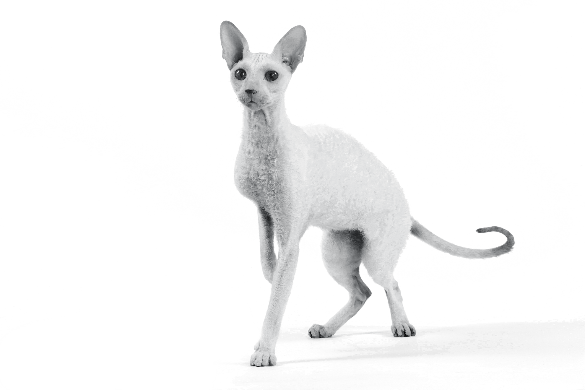 Black and white portrait of a Cornish Rex