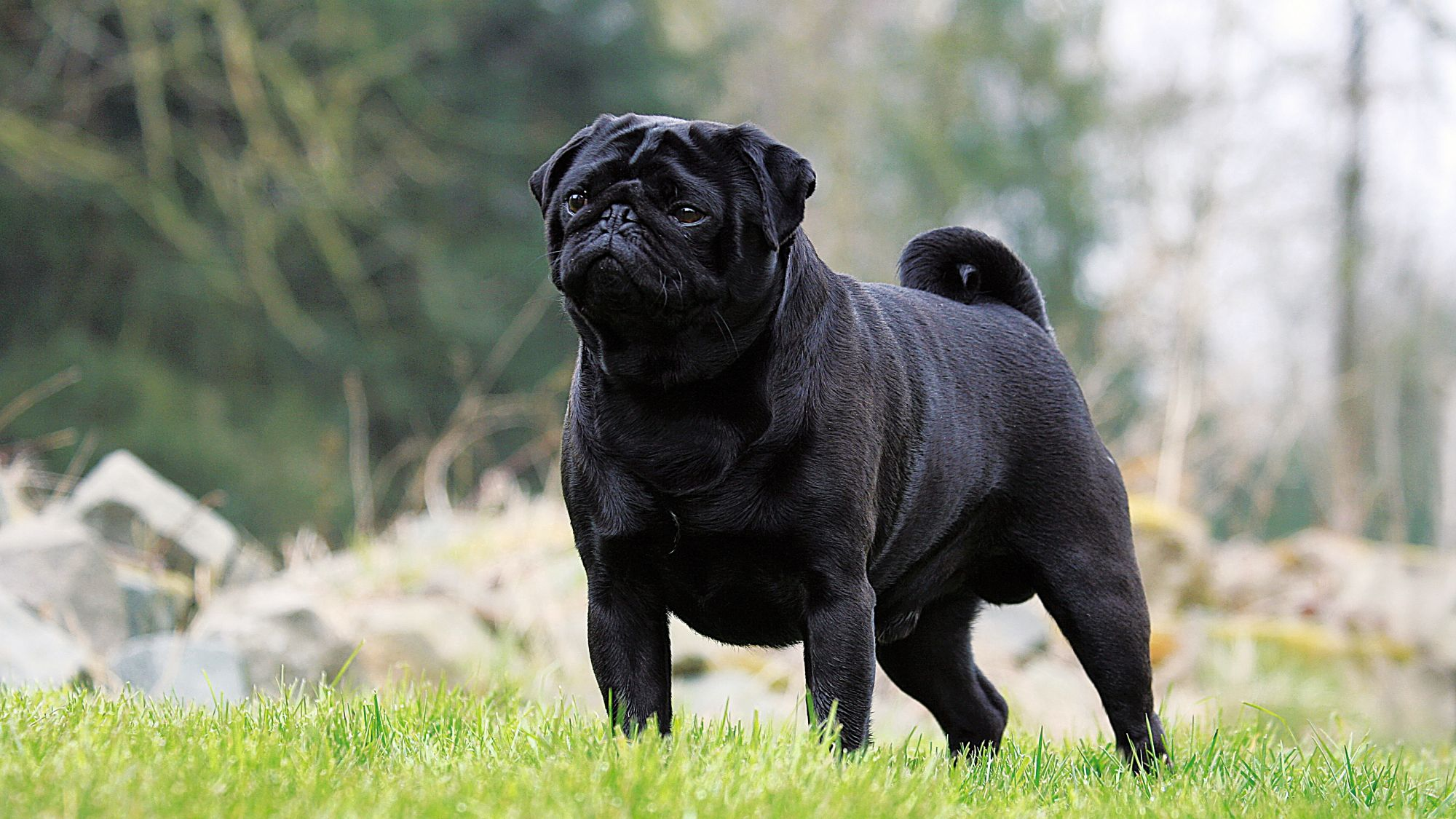 Pug hitam berdiri di atas rumput