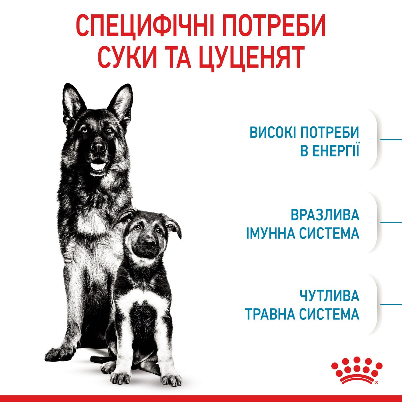 Starter Mother & Babydog - Maxi