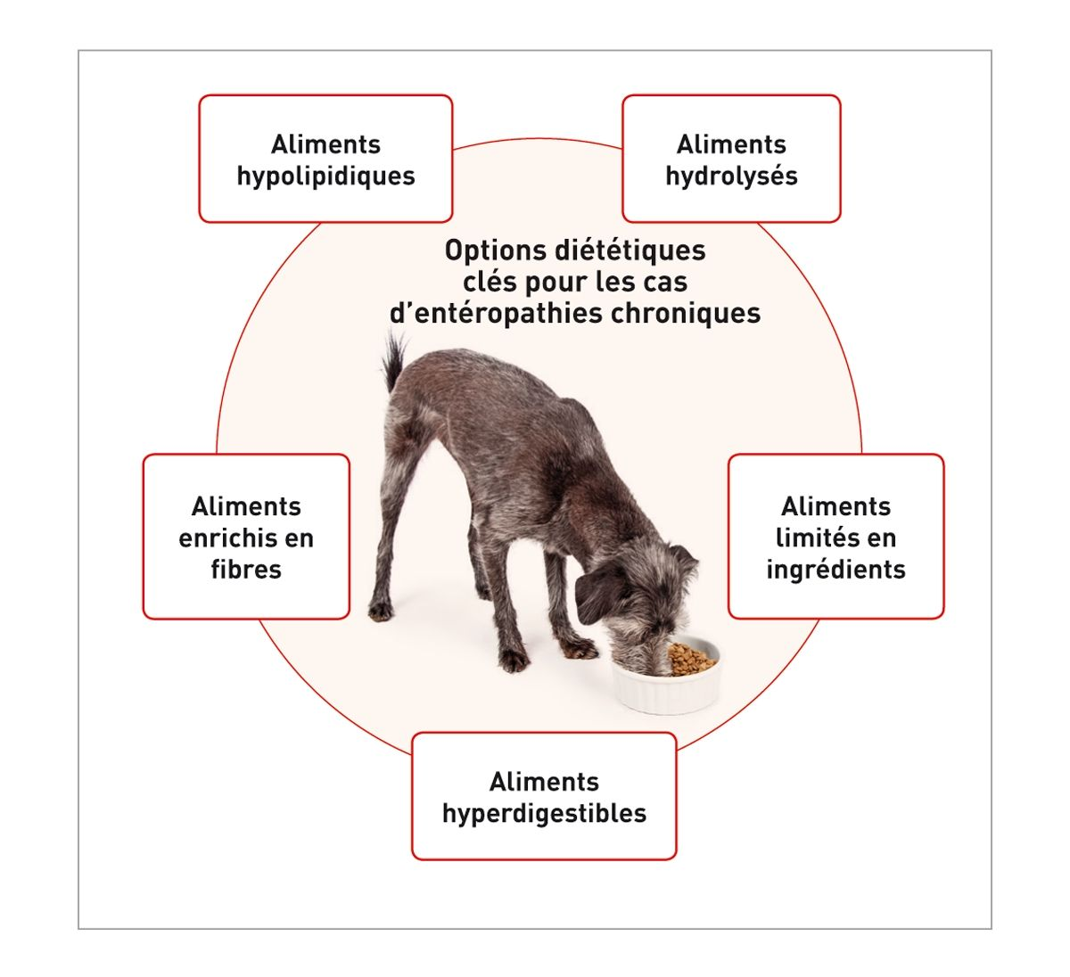 Plusieurs stratégies diététiques sont disponibles sur le marché pour les chiens souffrant de maladies digestives. Les cinq plus utilisées sont : (I) les aliments hypolipidiques, (II) les aliments enrichis en fibres, (III) les aliments hyperdigestibles, (IV) les aliments limités en ingrédients et (V) les aliments hydrolysés. Chaque catégorie d’aliments doit être utilisée pour le type d’entéropathie chronique auquel elle a le plus de chances d’apporter un bénéfice.