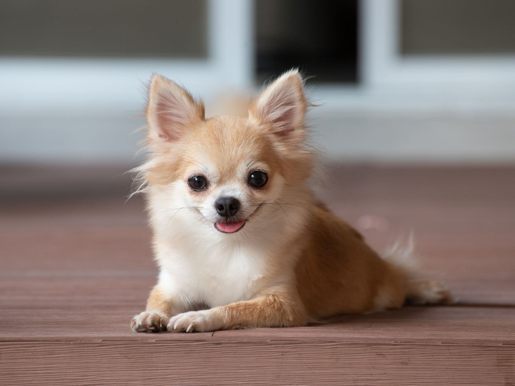 brown chihuahua sitting on floor. small dog in asian house.