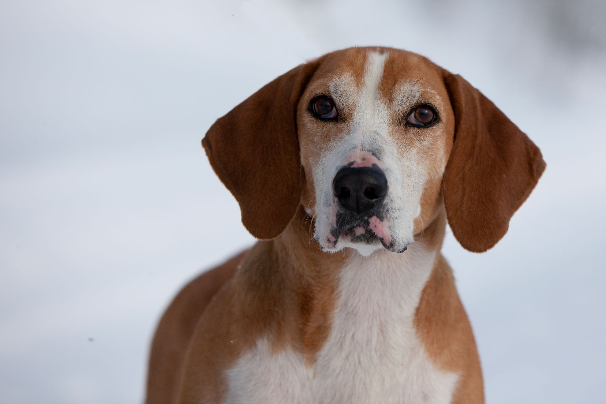 У собаки слабеет зрение: диагностика слепоты у собак | Royal Canin