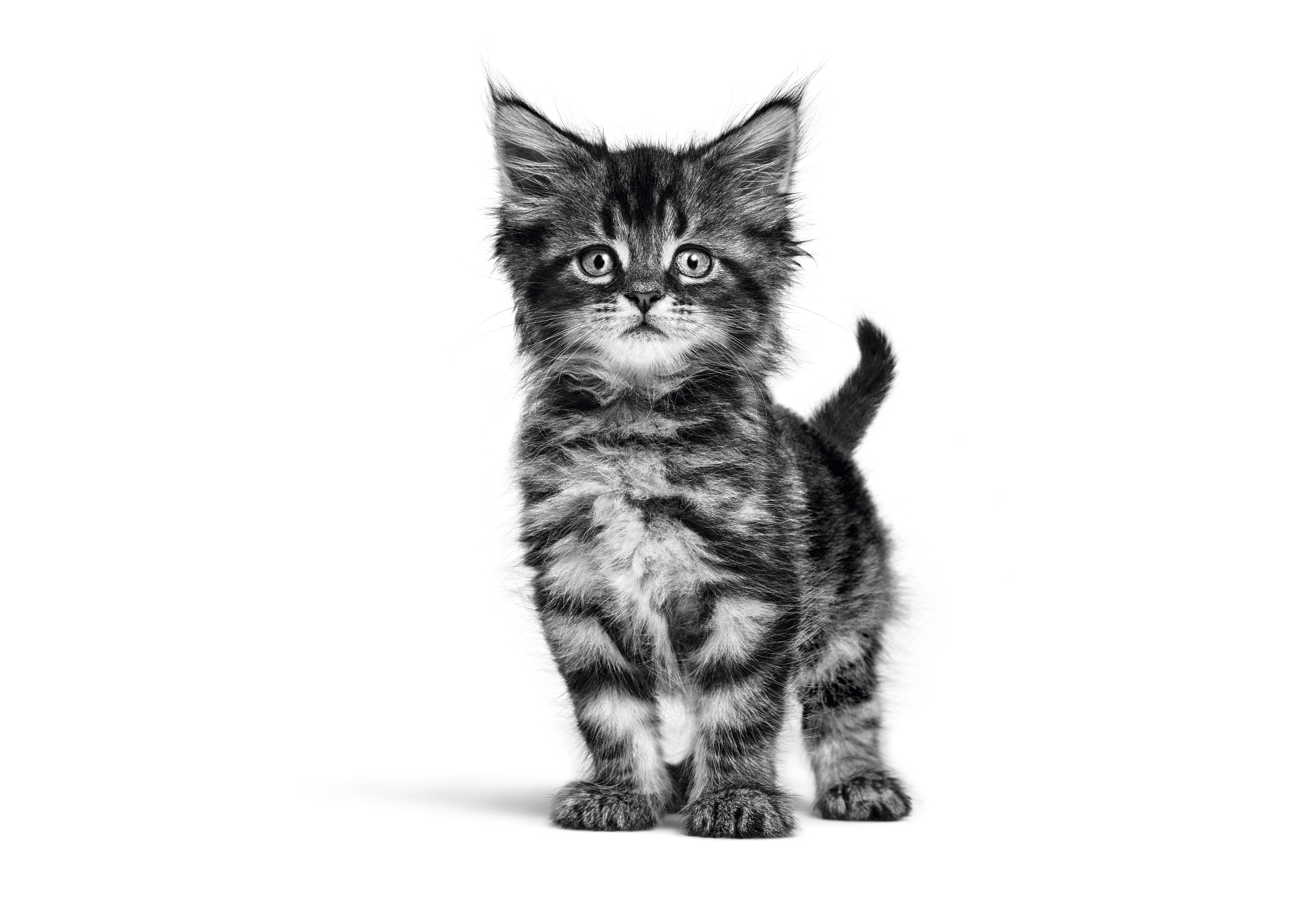 Black and white Maine Coon kitten standing