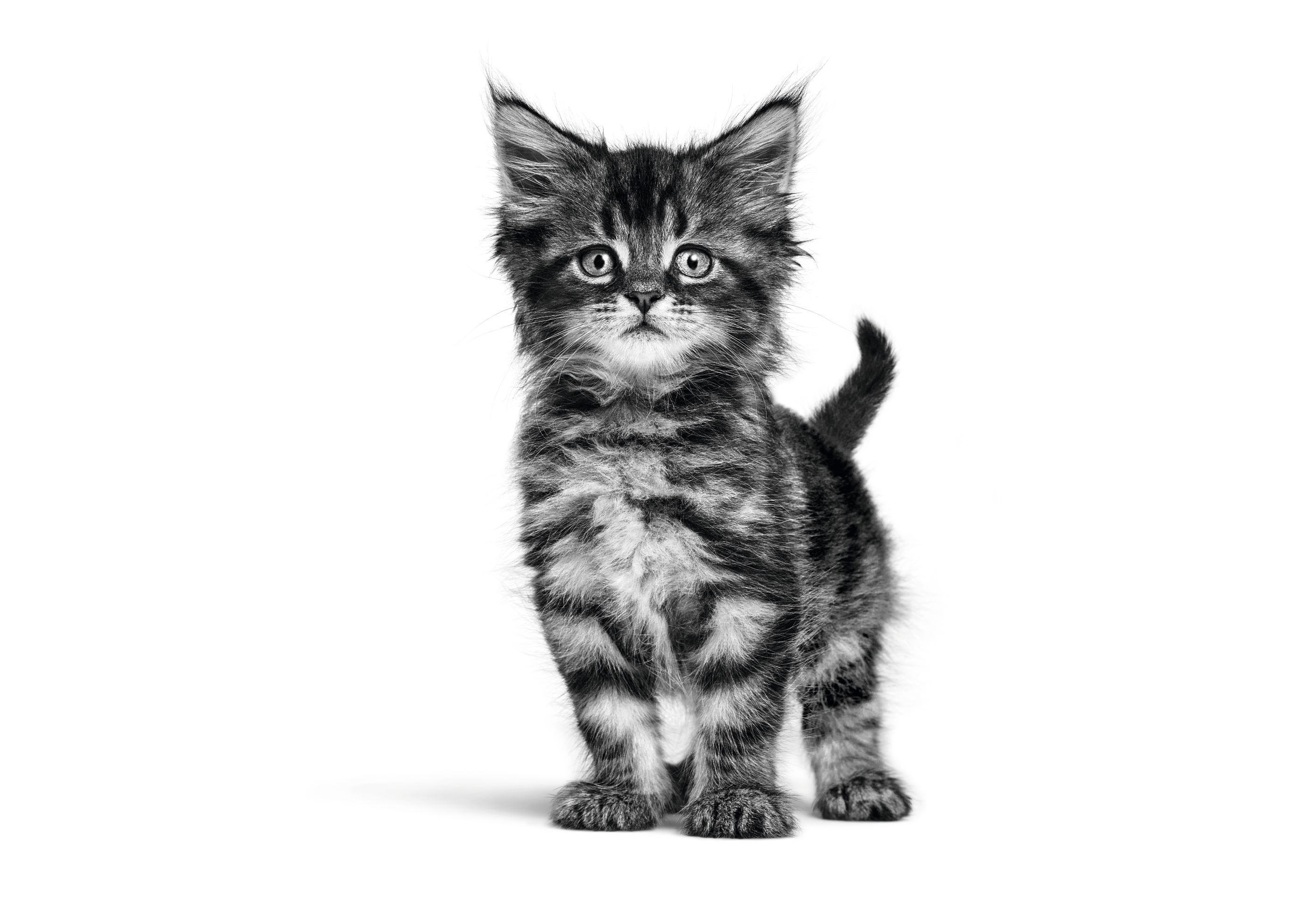maine-coon-kitten-birth-growth-vet-vhn-emblematic